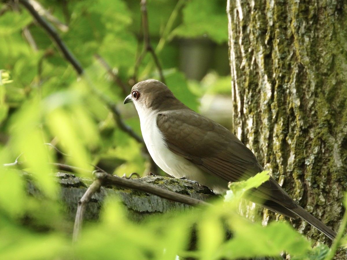 Black-billed Cuckoo - Peter L