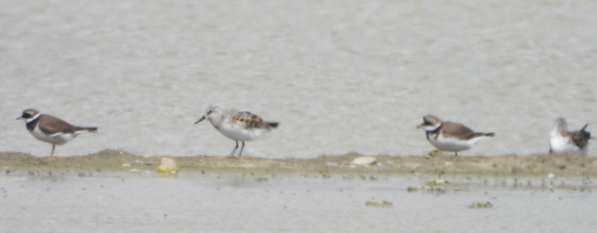 Sanderling - Víctor Coello Cámara