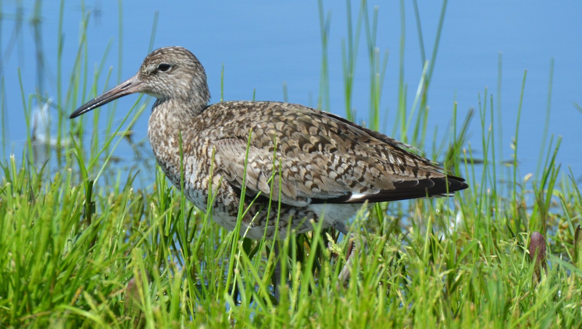 Willet - Micky Komara