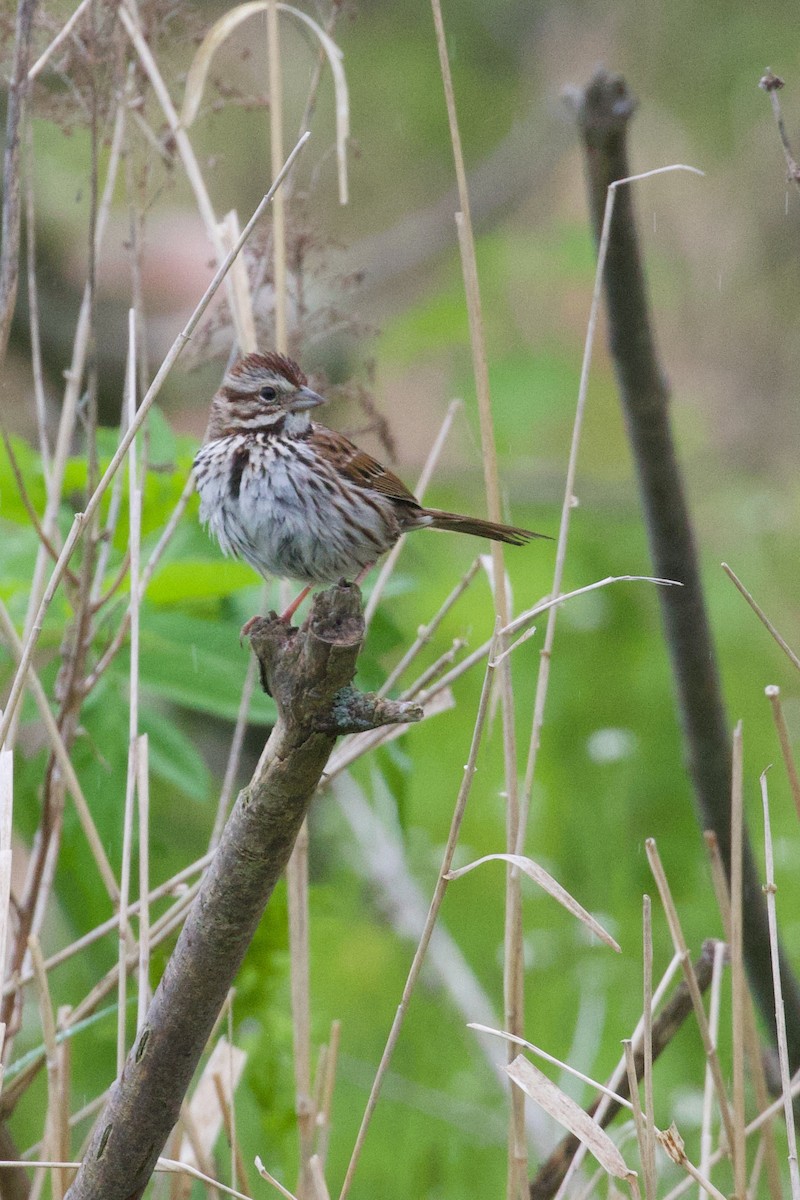 Song Sparrow - Mathias & Sharon Mutzl