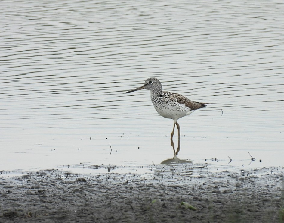 Common Greenshank - Peter Middleton