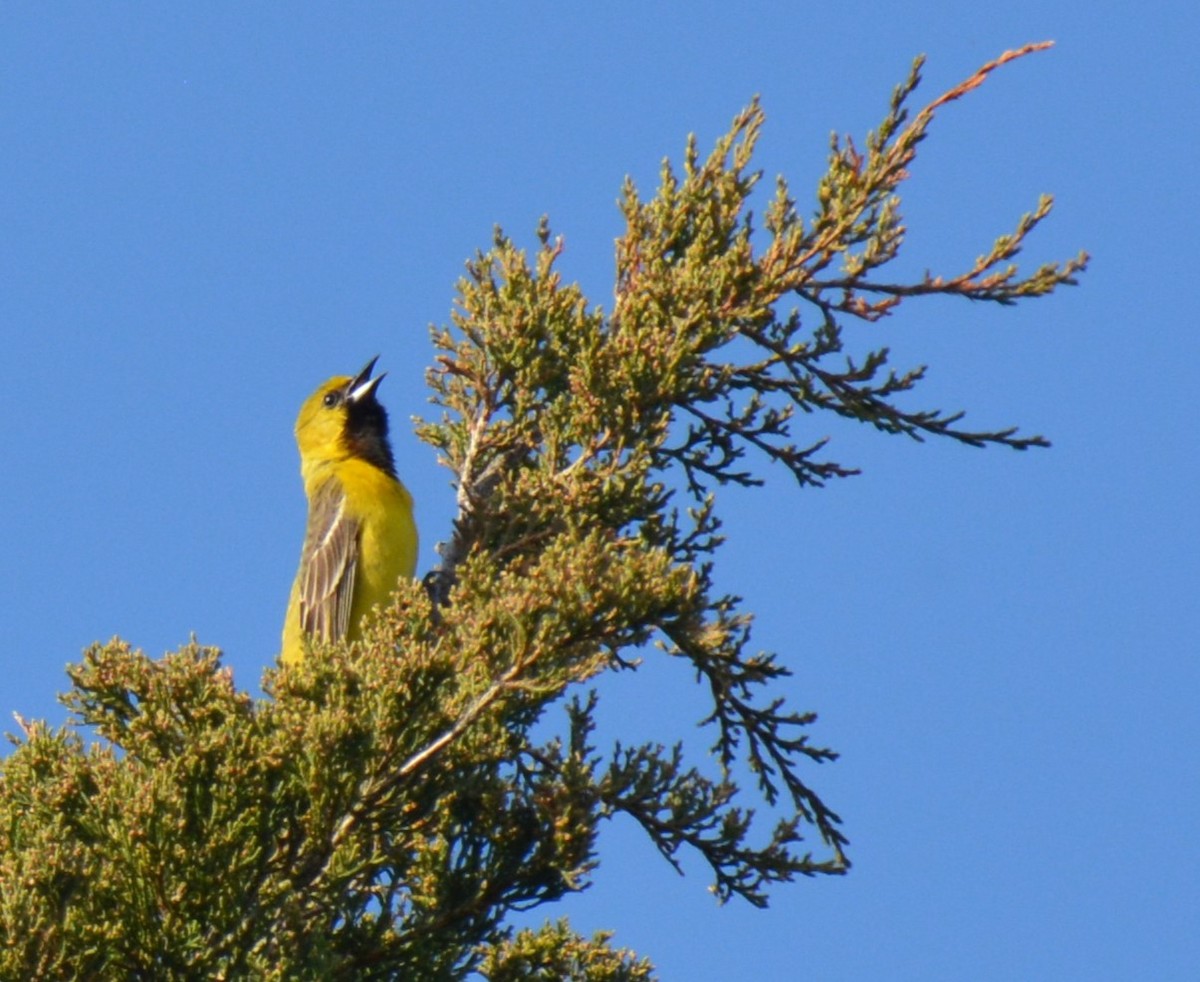 Orchard Oriole - Micky Komara