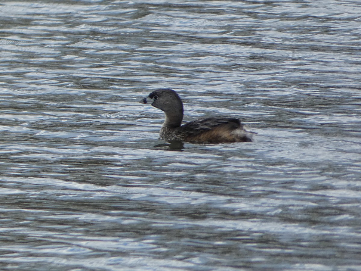 Pied-billed Grebe - Marieta Manolova