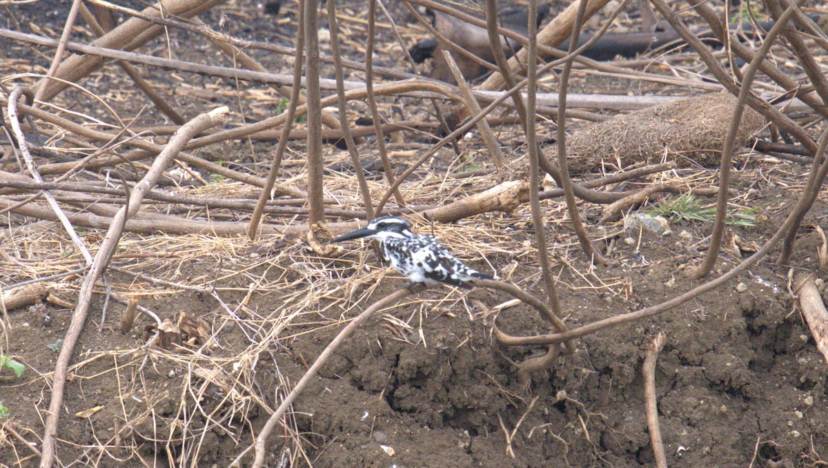 Pied Kingfisher - AJAY ARNOLD