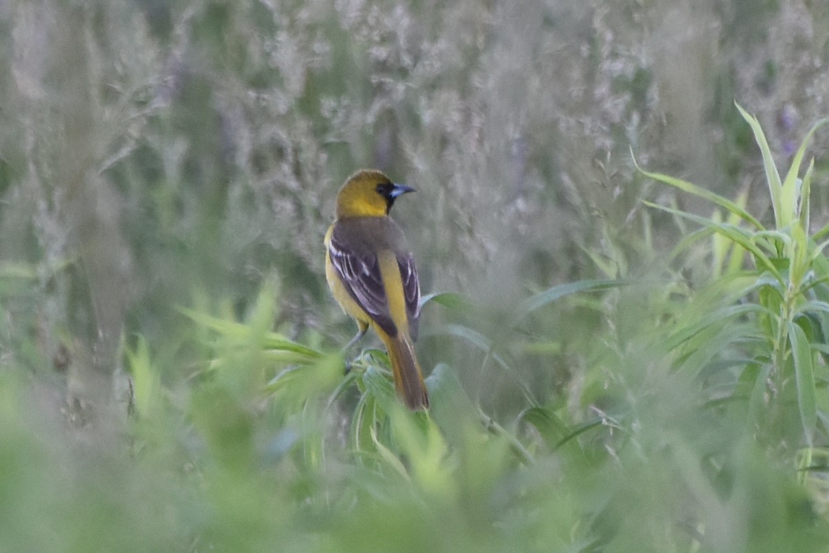 Orchard Oriole - stephen johnson  🦜