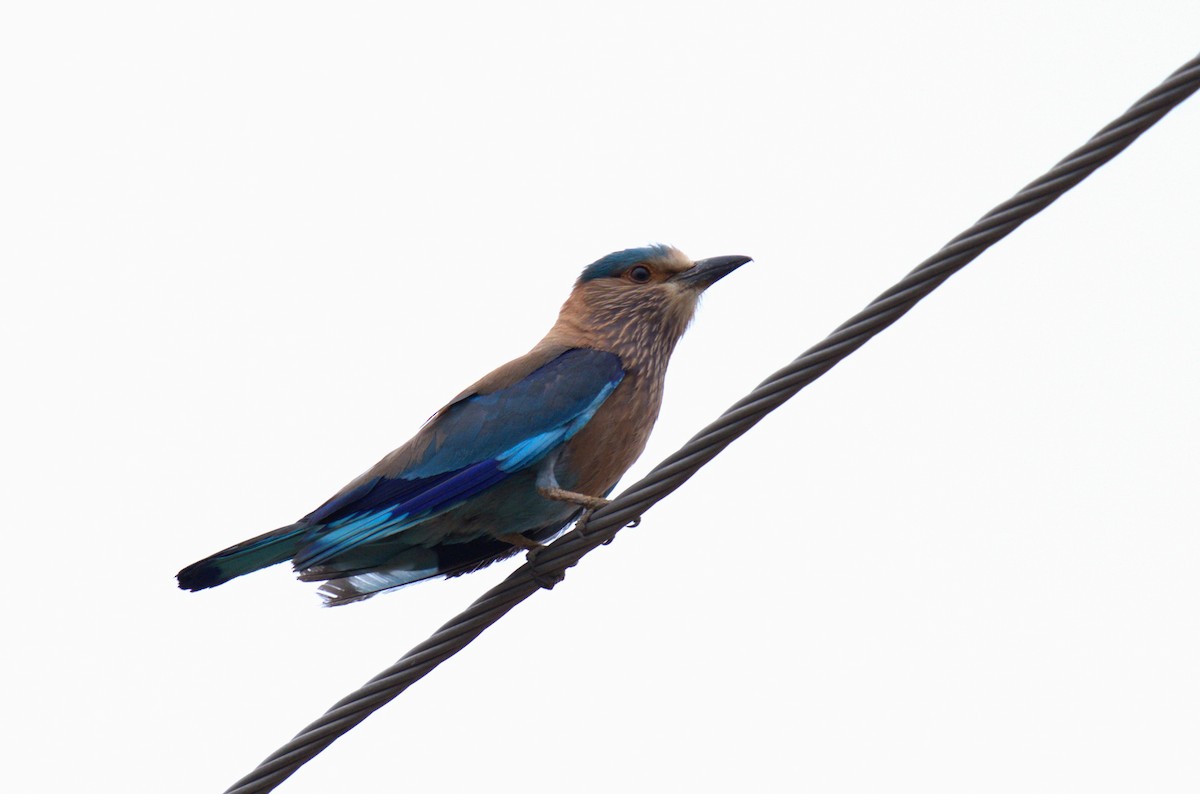 Indian Roller - AJAY ARNOLD