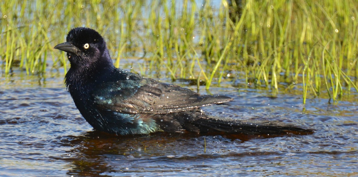 Boat-tailed Grackle - Micky Komara