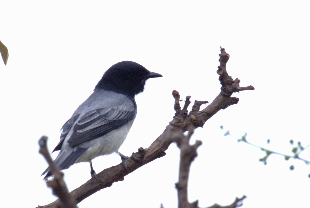 Black-headed Cuckooshrike - AJAY ARNOLD