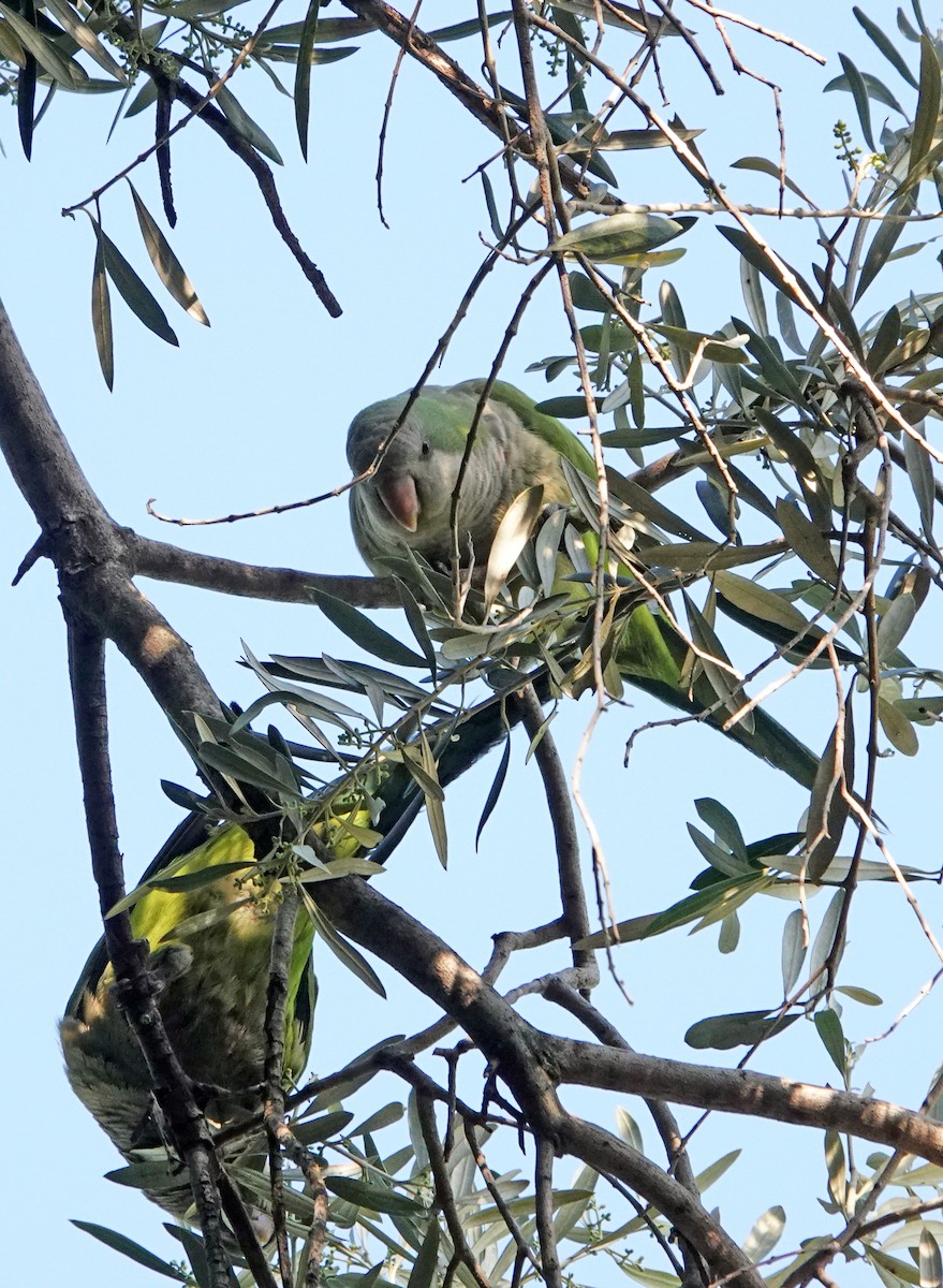 Monk Parakeet - Diane Drobka