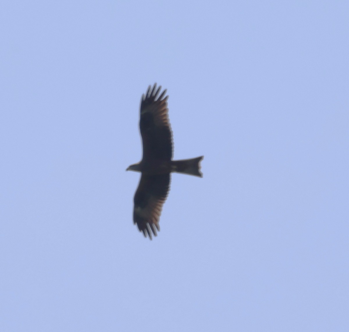 Black Kite - Jan Badura