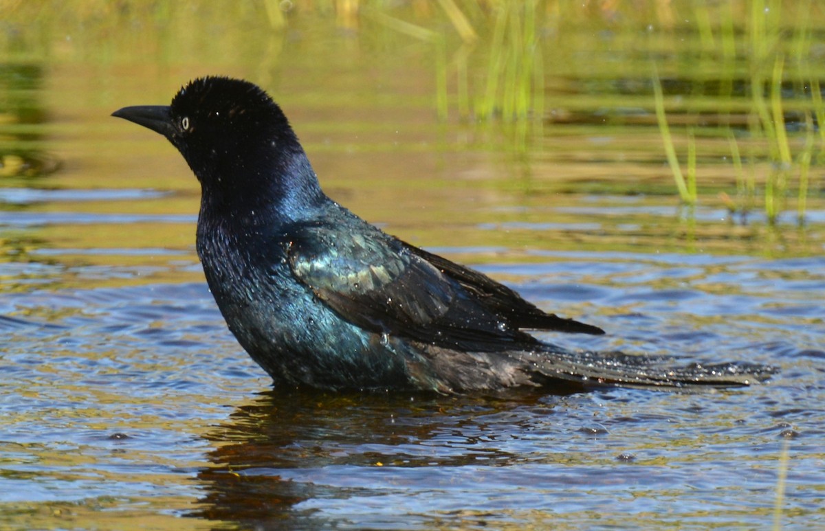 Boat-tailed Grackle - Micky Komara