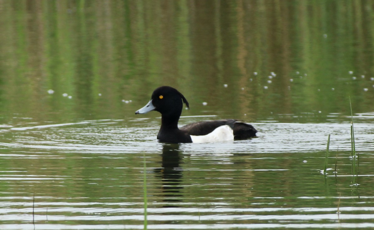 Tufted Duck - Bailey McCahon