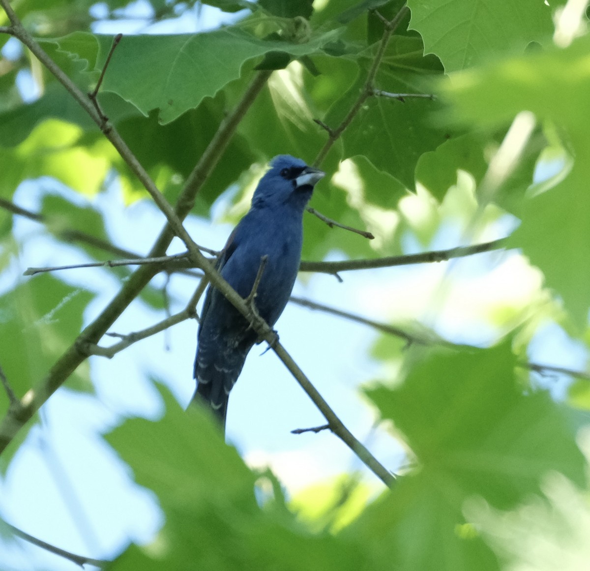 Blue Grosbeak - Todd DeVore