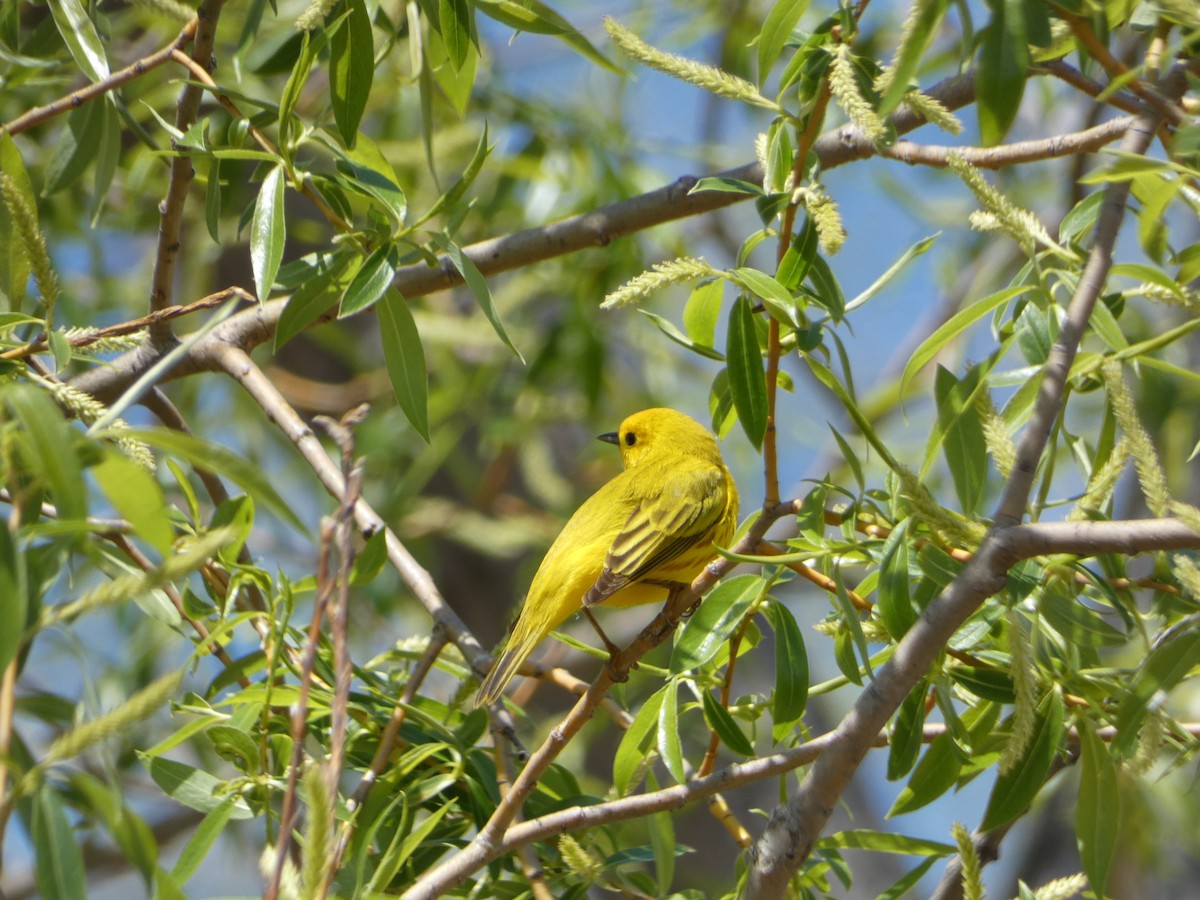 Yellow Warbler - Marieta Manolova