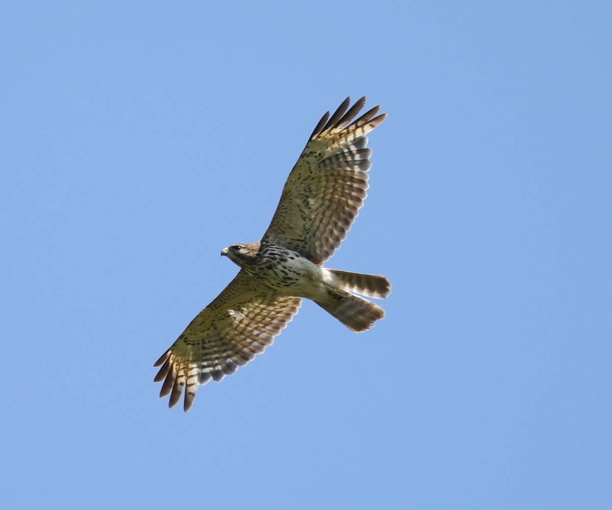 Red-shouldered Hawk - Rob Van Epps