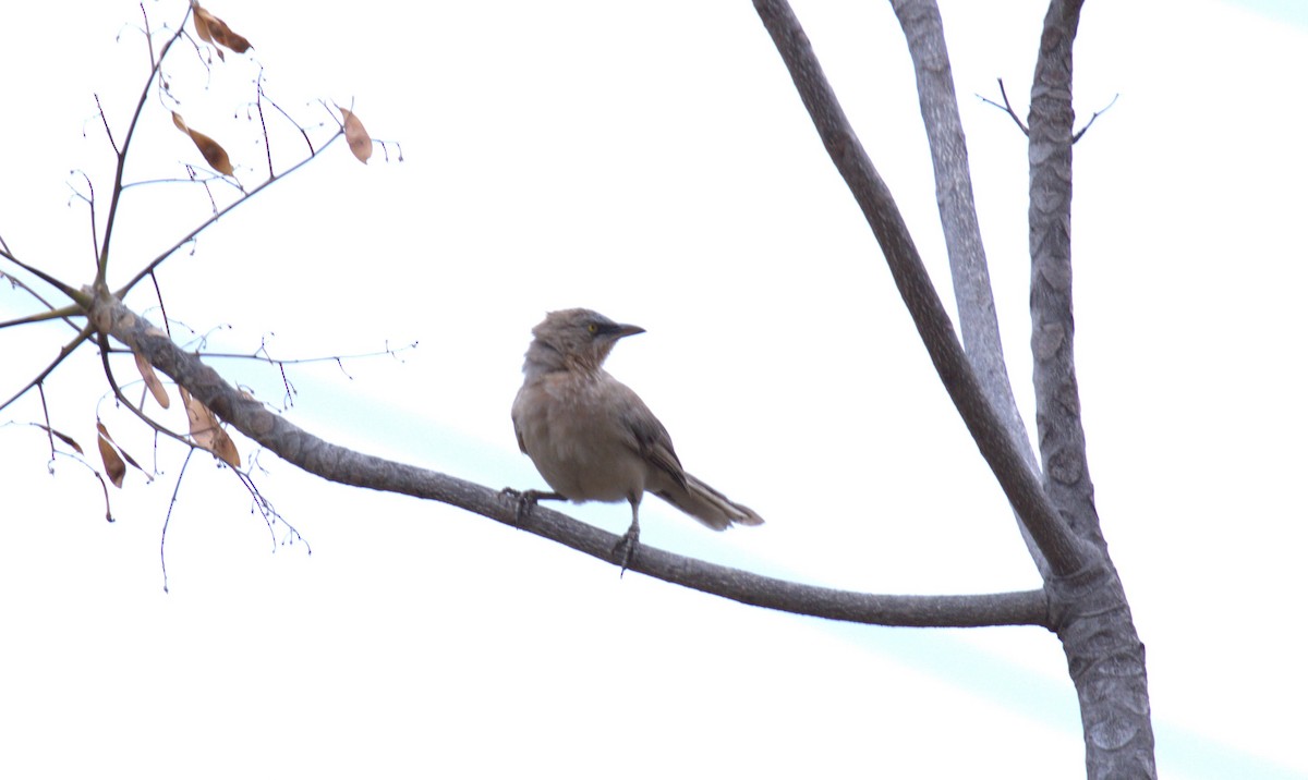 Large Gray Babbler - ML619398068