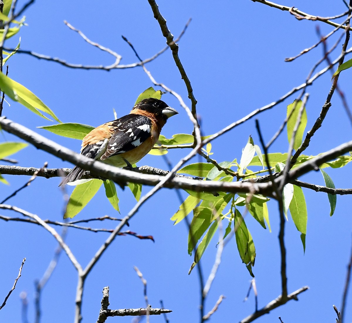 Black-headed Grosbeak - Kim  Beardmore