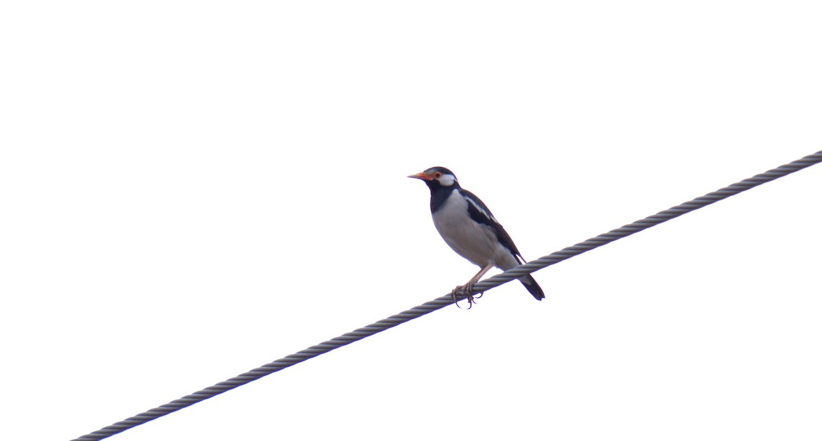 Indian Pied Starling - AJAY ARNOLD