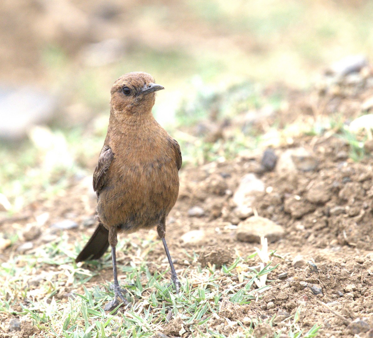 Brown Rock Chat - ML619398078