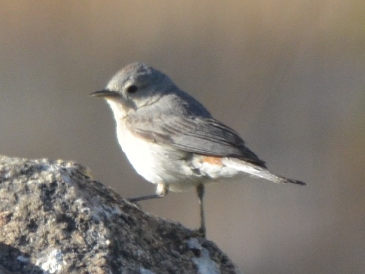 Lucy's Warbler - Jake Wendt