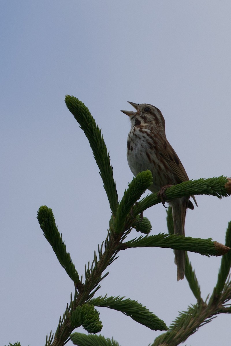 Song Sparrow - Mathias & Sharon Mutzl