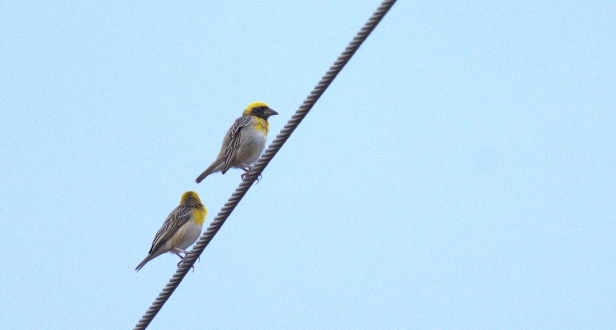 Baya Weaver - AJAY ARNOLD