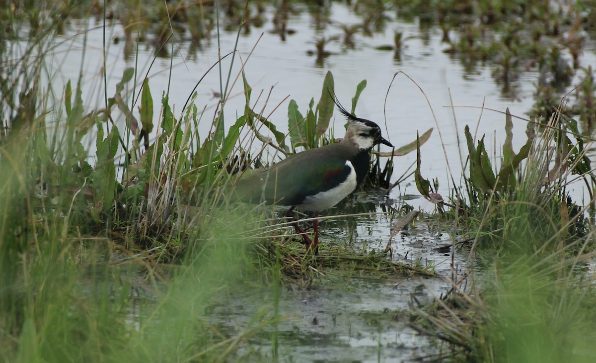 Northern Lapwing - Bailey McCahon