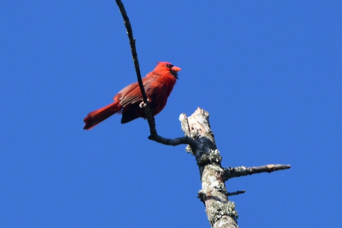 Northern Cardinal - stephen johnson  🦜