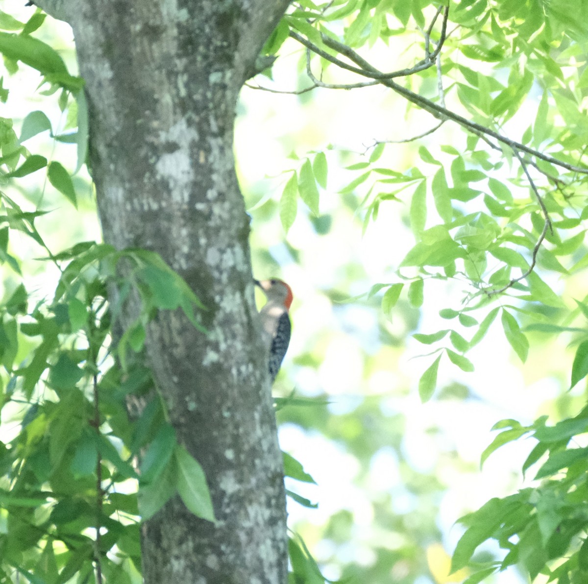 Red-bellied Woodpecker - Todd DeVore