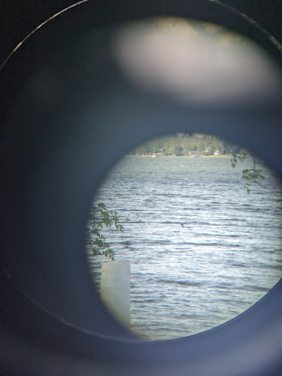 Common Loon - El Kammeyer