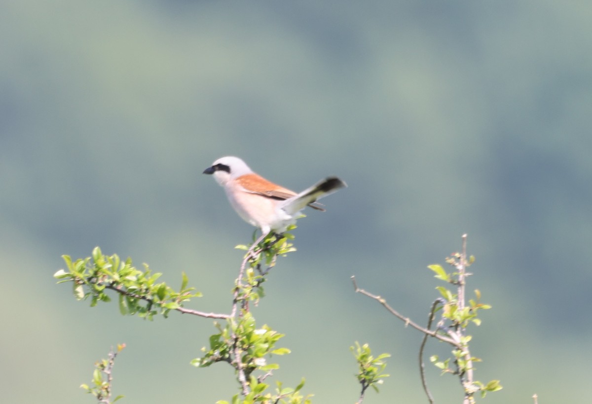 Red-backed Shrike - Jan Badura