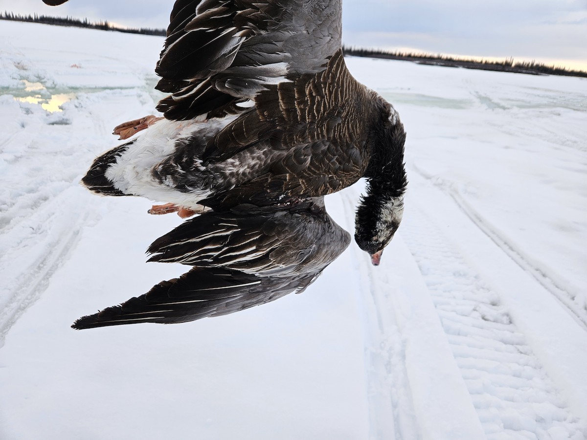 Greater White-fronted Goose - Paden Lennie