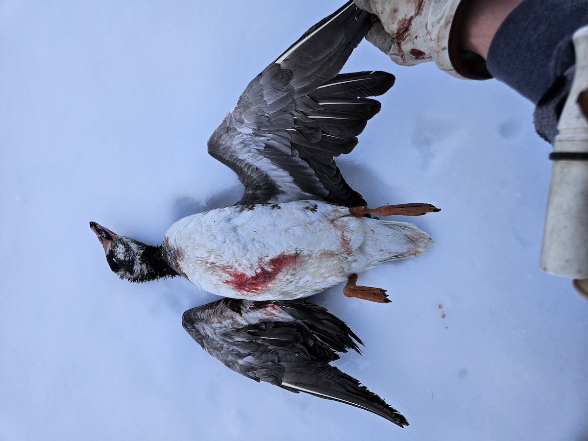 Greater White-fronted Goose - Paden Lennie