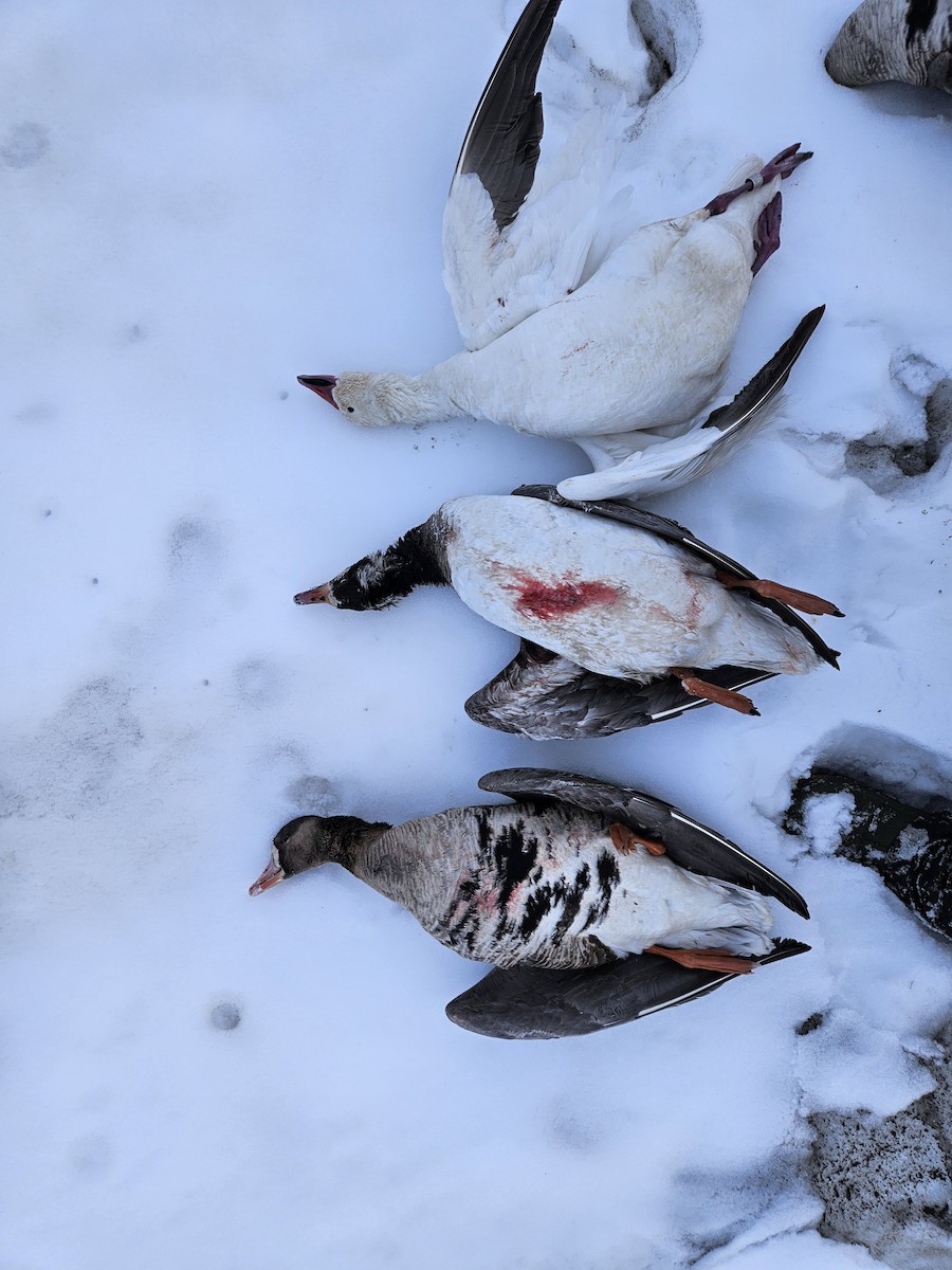 Greater White-fronted Goose - Paden Lennie