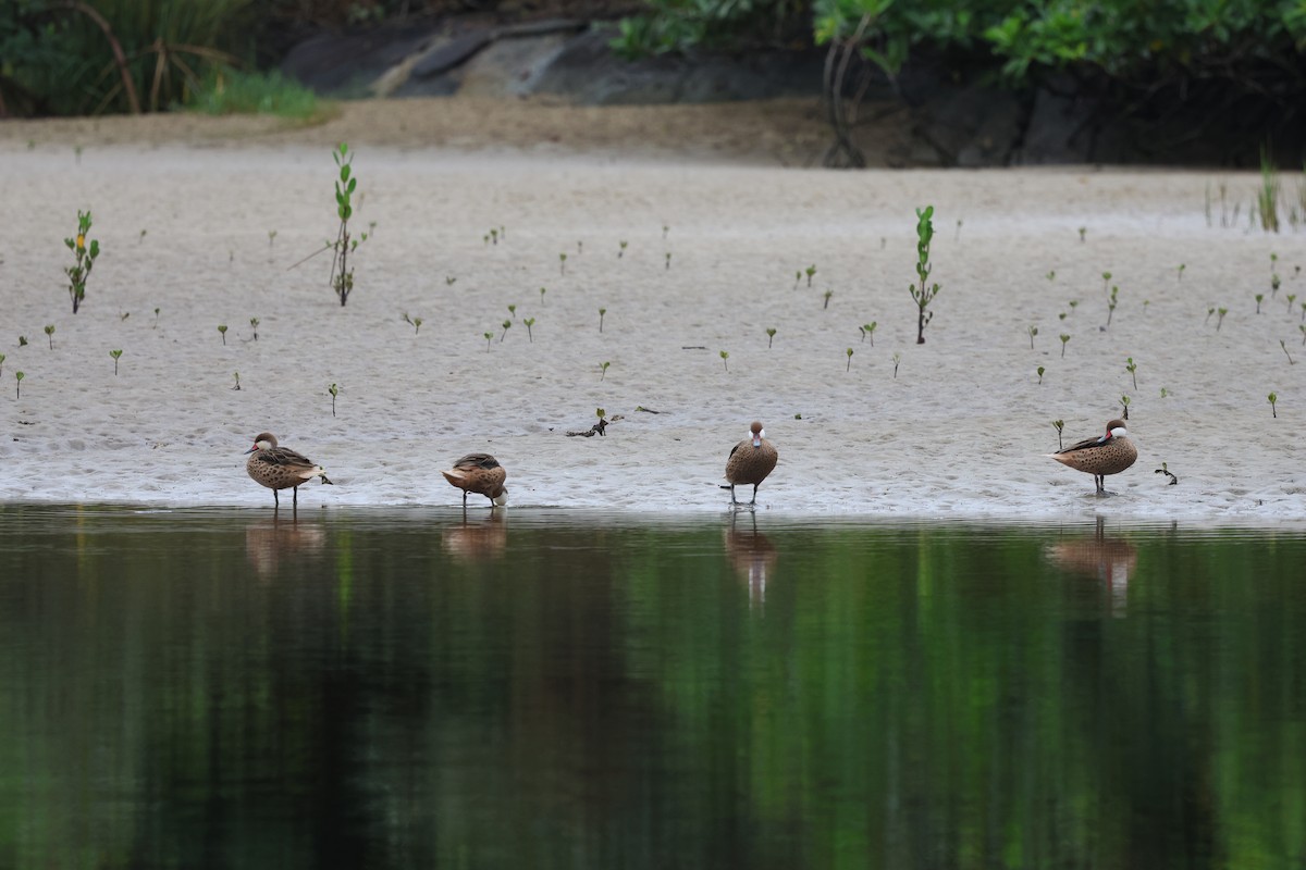 White-cheeked Pintail - Miguel Podas