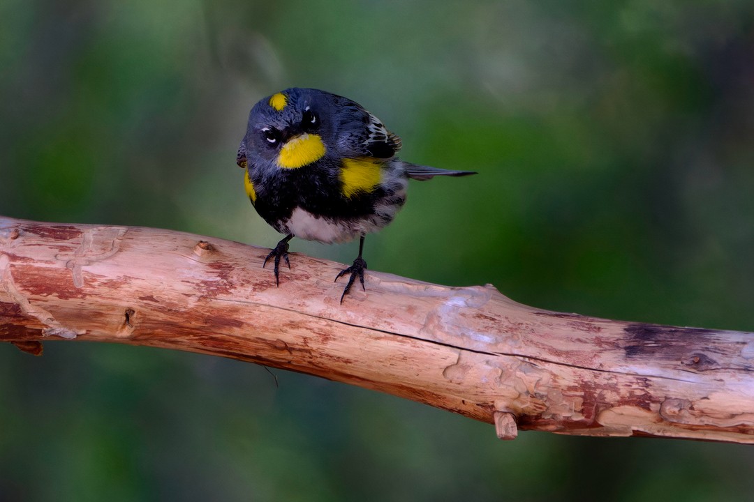 Yellow-rumped Warbler (Audubon's) - CJ FLICK