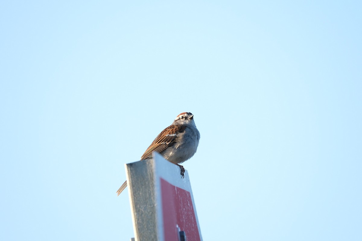 Chipping Sparrow - Todd DeVore