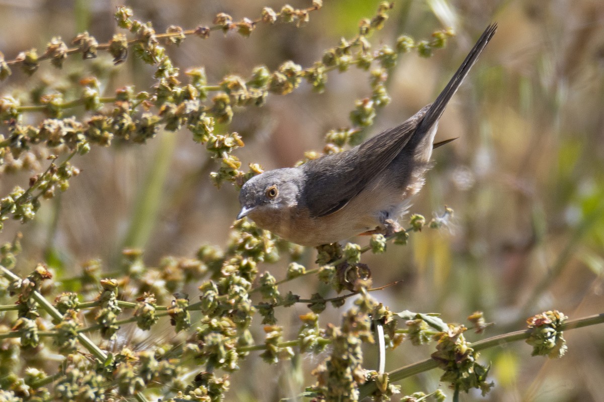 Western Subalpine Warbler - Maties Rebassa