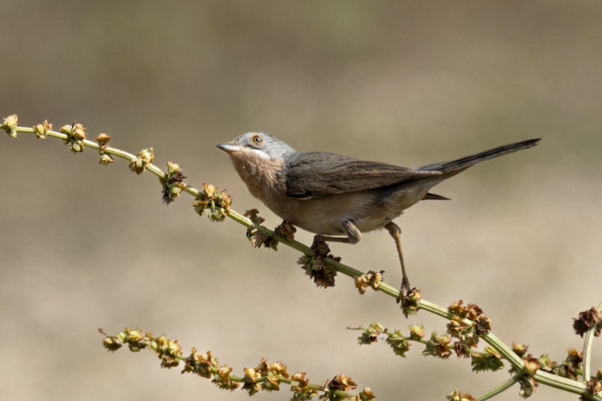 Western Subalpine Warbler - Maties Rebassa