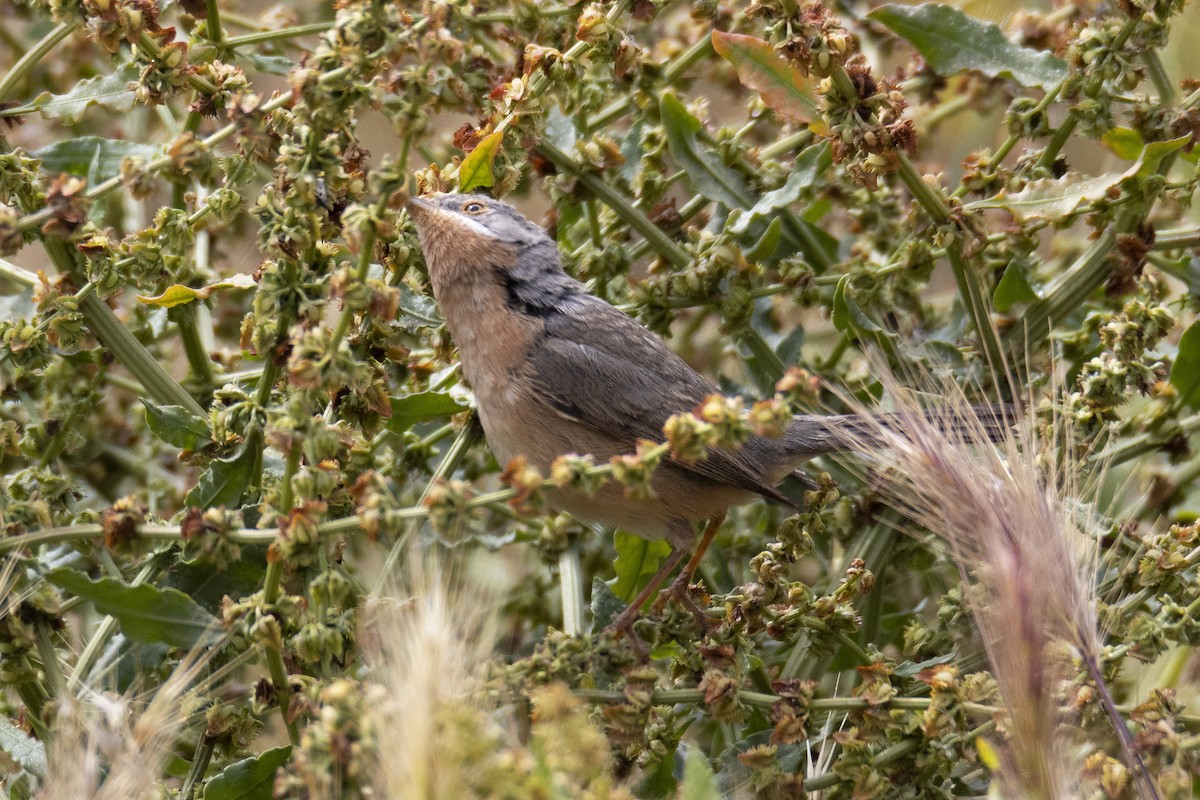 Western Subalpine Warbler - ML619398161