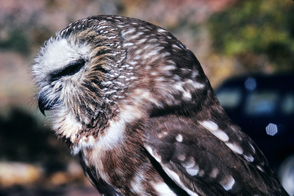 Northern Saw-whet Owl - Cathy Pasterczyk
