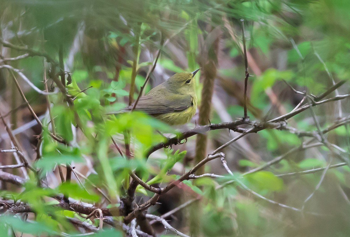 Orange-crowned Warbler - ML619398169