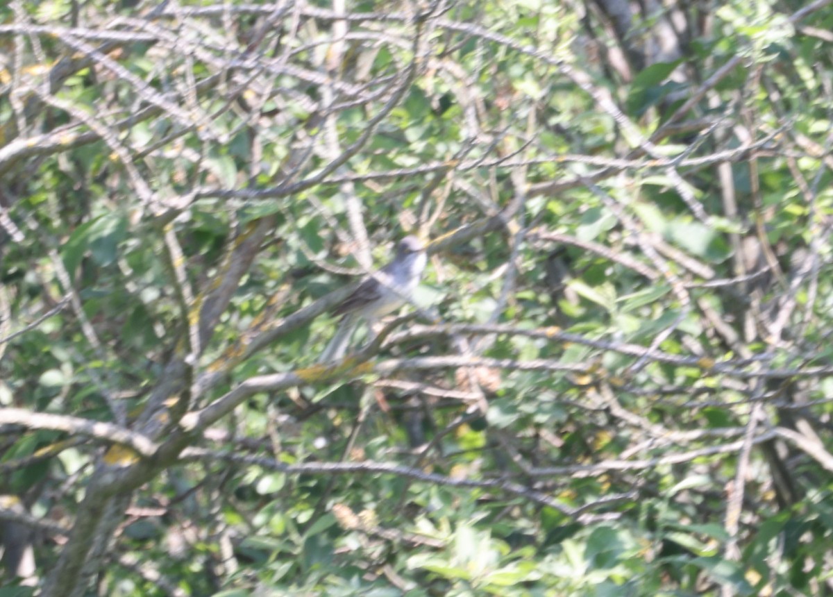 Barred Warbler - Jan Badura