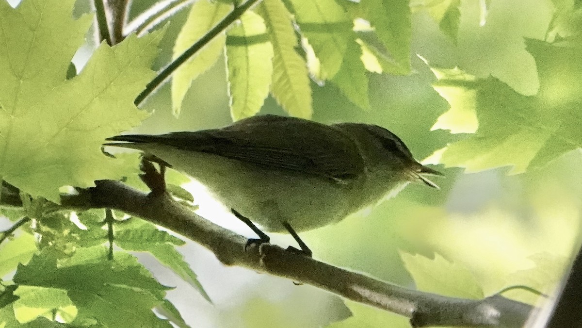 Red-eyed Vireo - Peter Modest