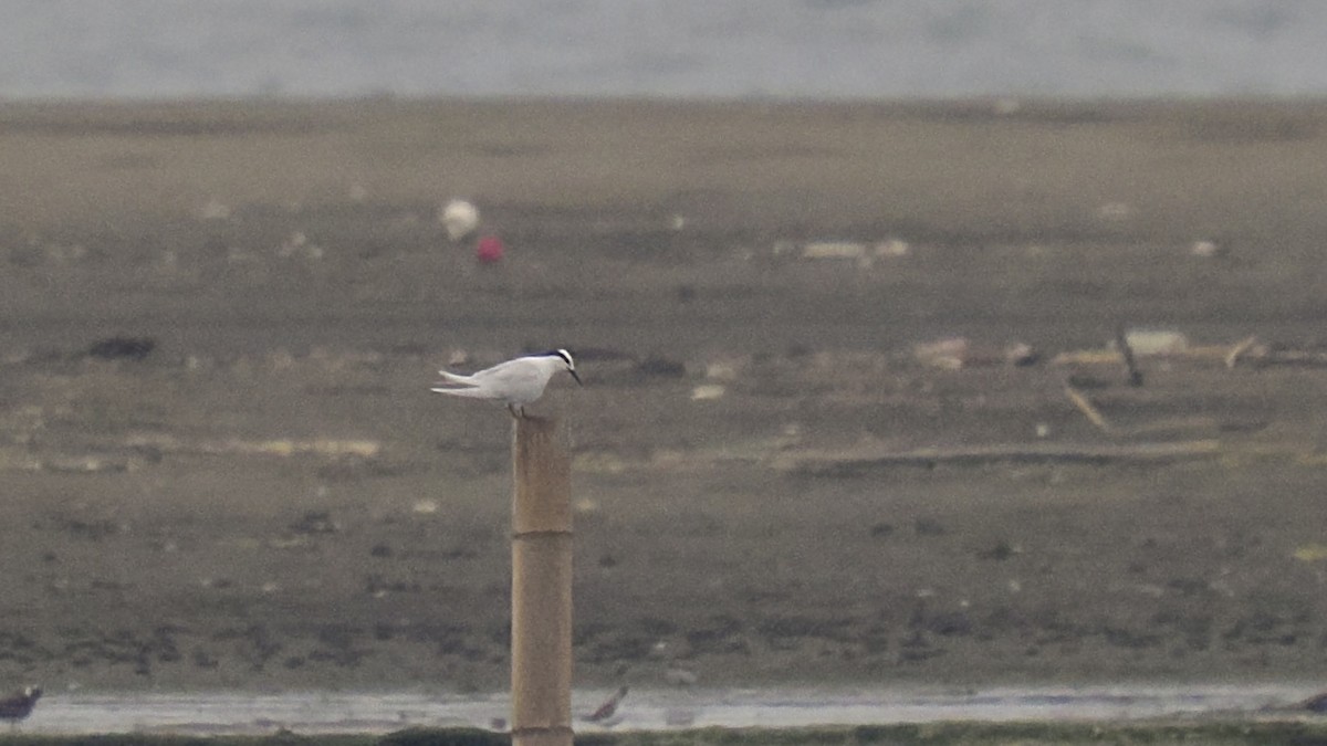 Black-naped Tern - Tom Chen