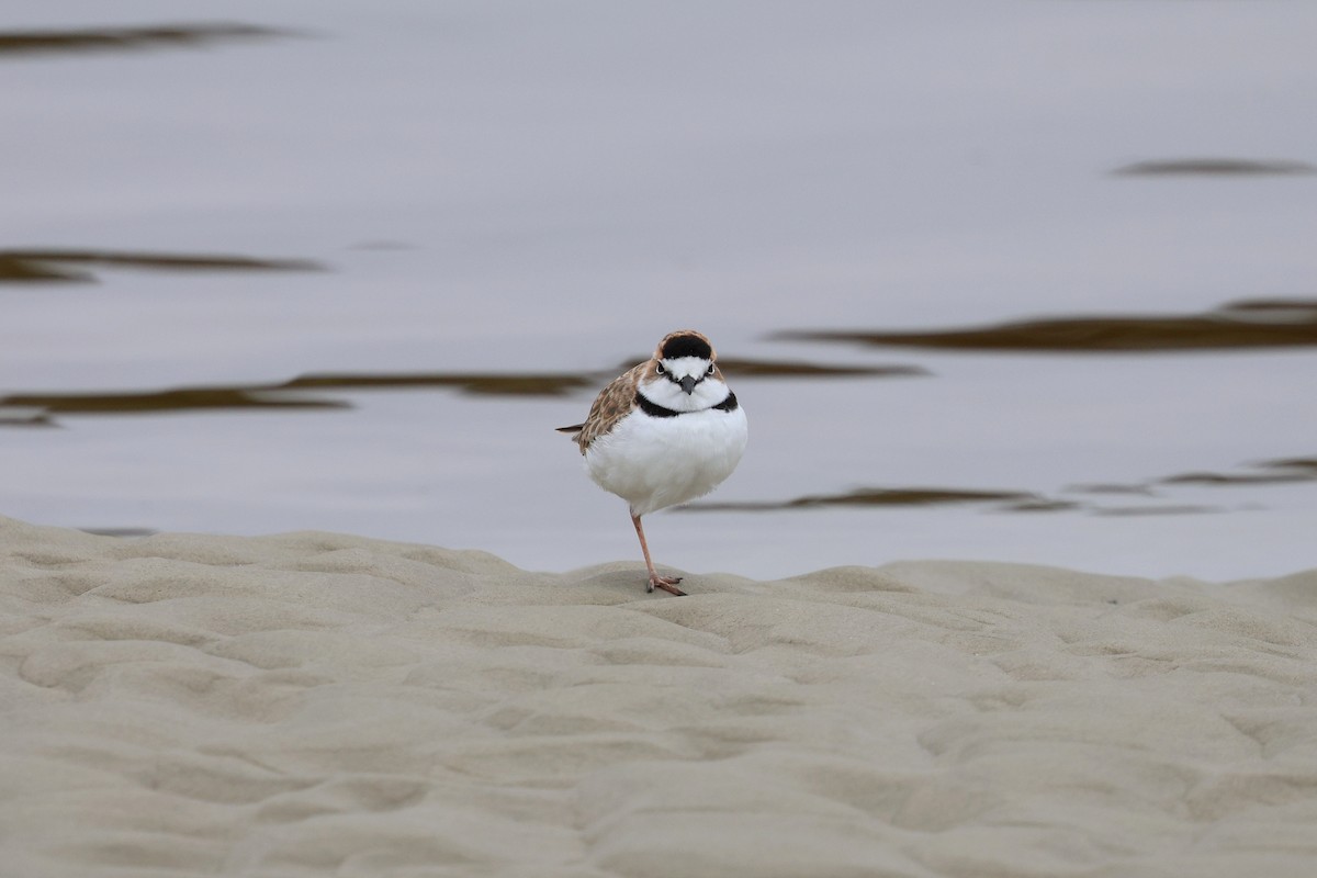 Collared Plover - Miguel Podas