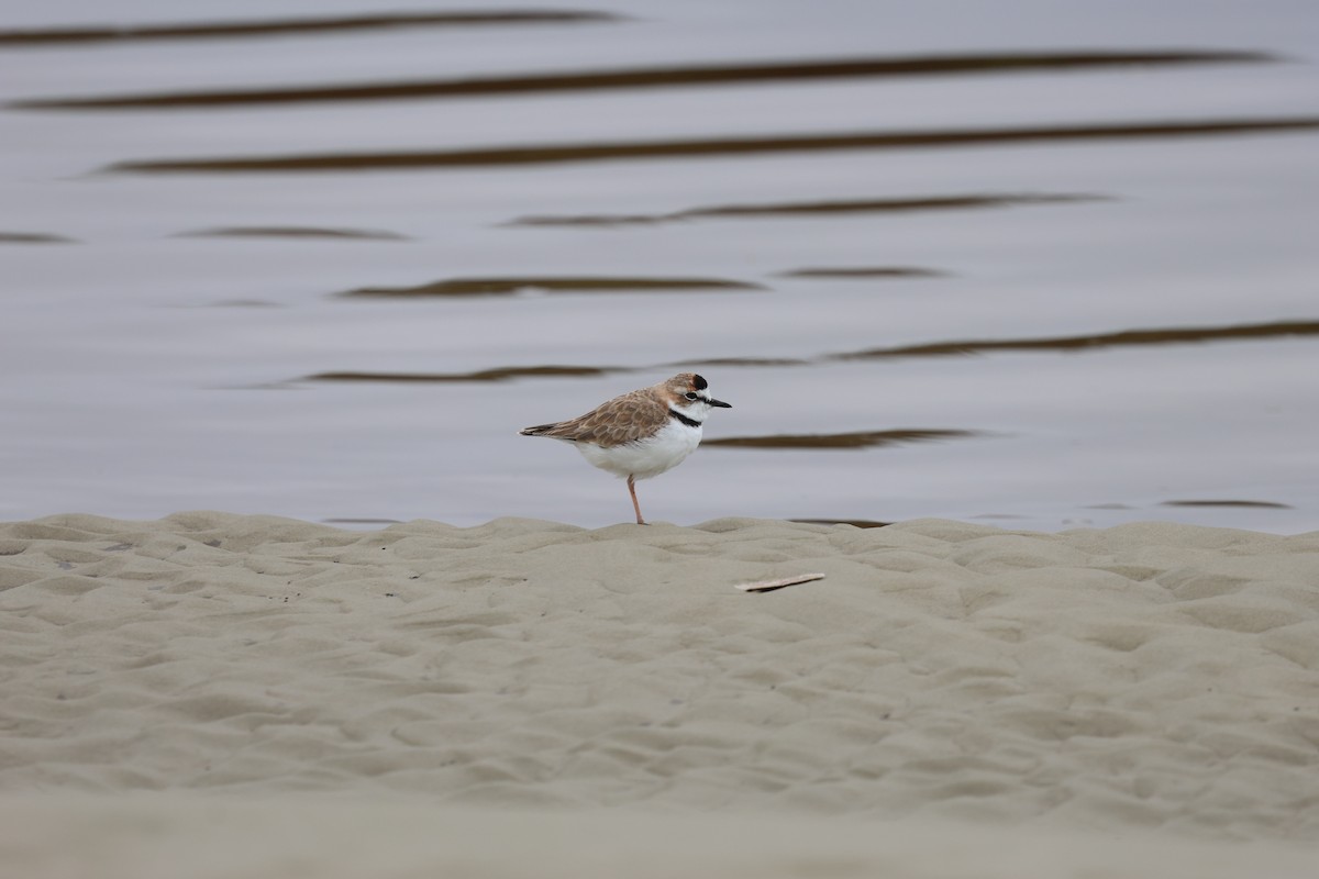 Collared Plover - Miguel Podas