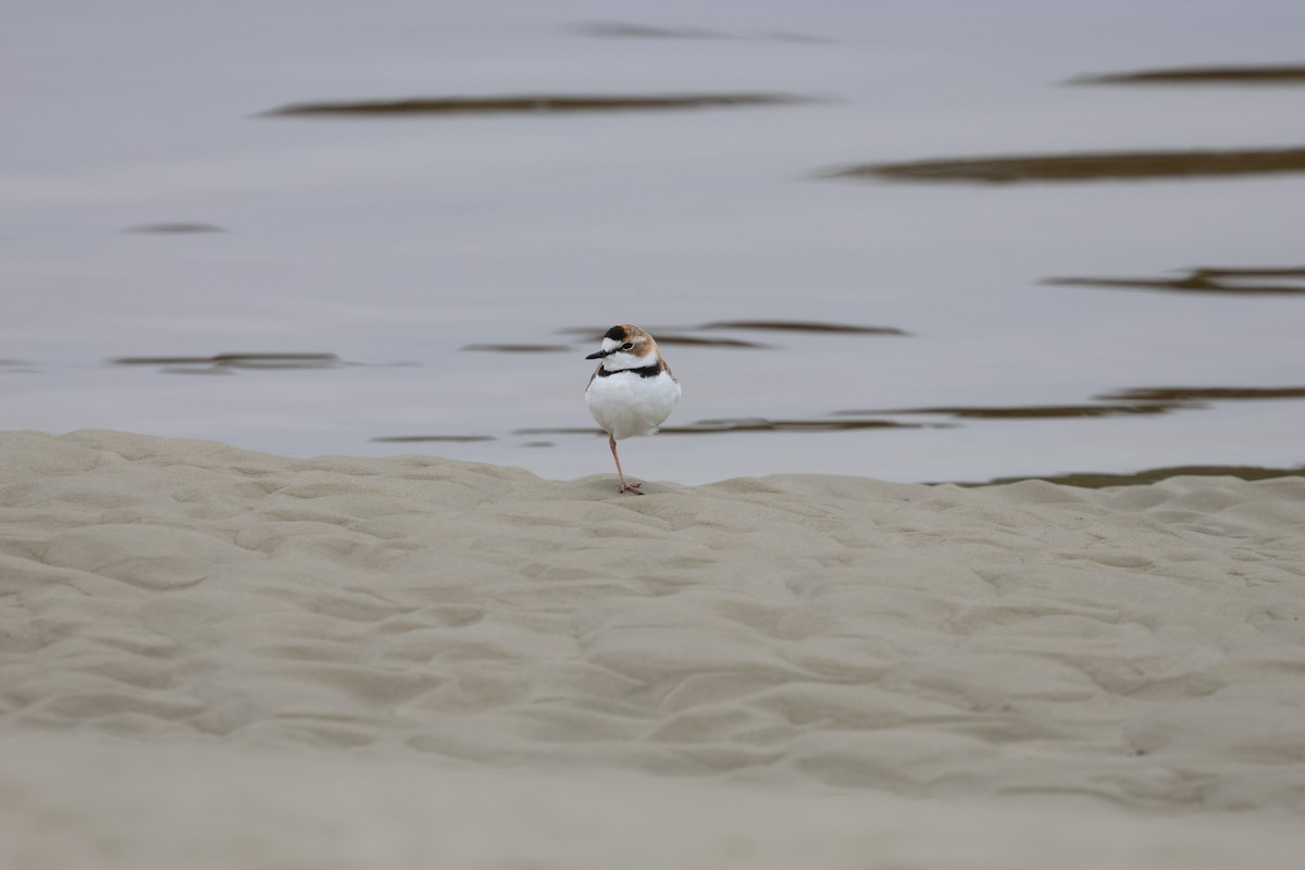 Collared Plover - Miguel Podas