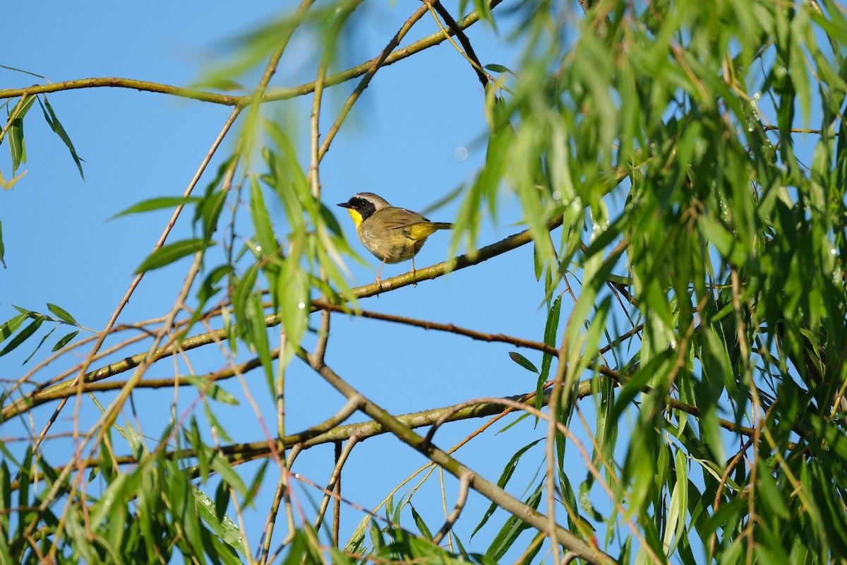 Common Yellowthroat - ML619398199