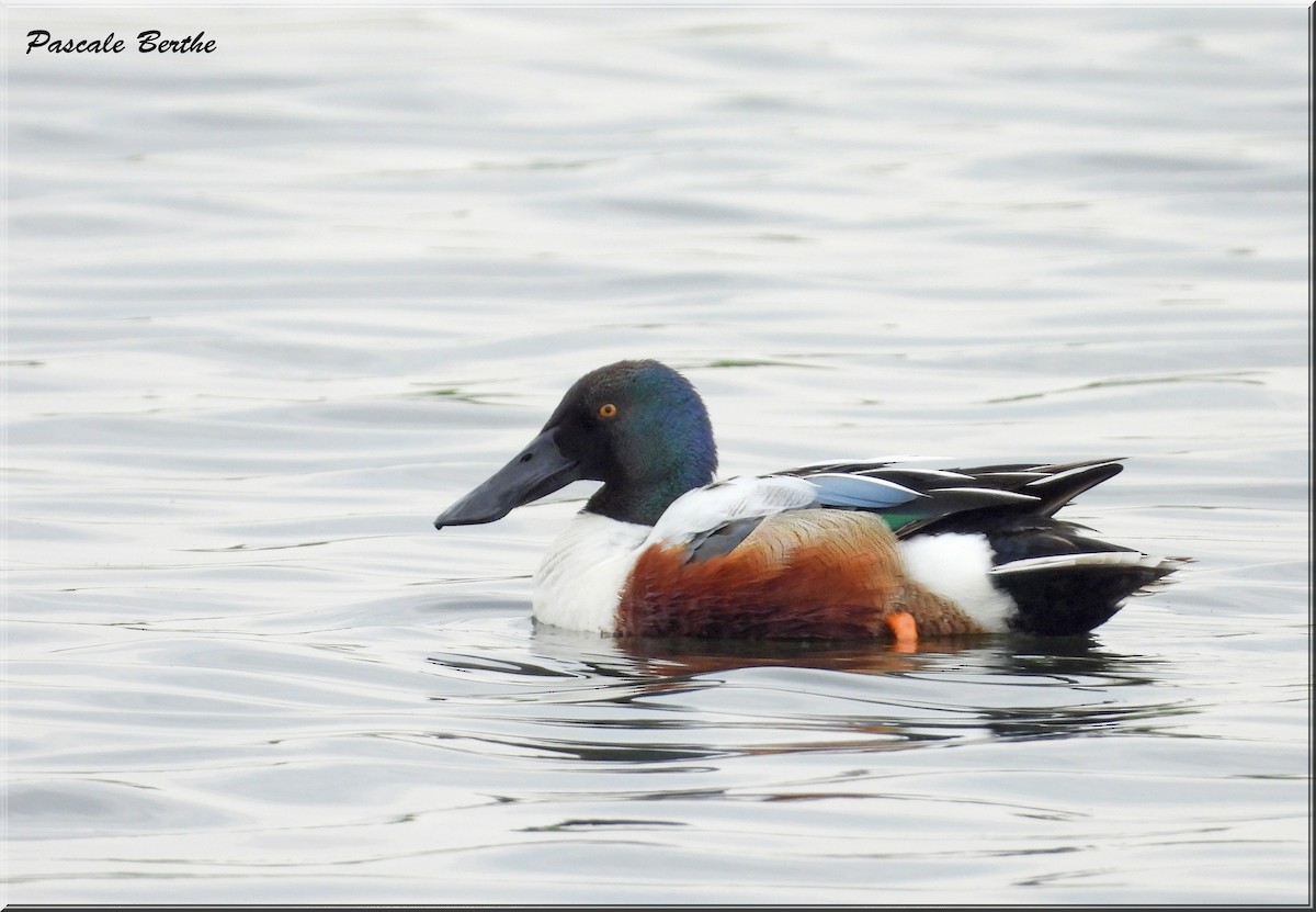 Northern Shoveler - Pascale Berthe